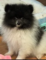 Angel , a female Pomeranian for sale in Tennessee, TN – 6 of 10