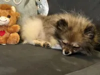 Candace Tiny 2.5# grown, a female Pomeranian for sale in Tennessee, TN – Photo 4 of 10