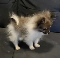 Candace Tiny 2.5# grown, a female Pomeranian for sale in Tennessee, TN – Photo 3 of 10