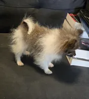 Candace Tiny 2.5# grown, a female Pomeranian for sale in Tennessee, TN – Photo 7 of 10