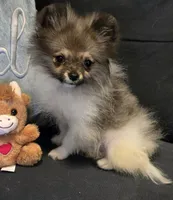 Candace Tiny 2.5# grown, a female Pomeranian for sale in Tennessee, TN – Photo 8 of 10