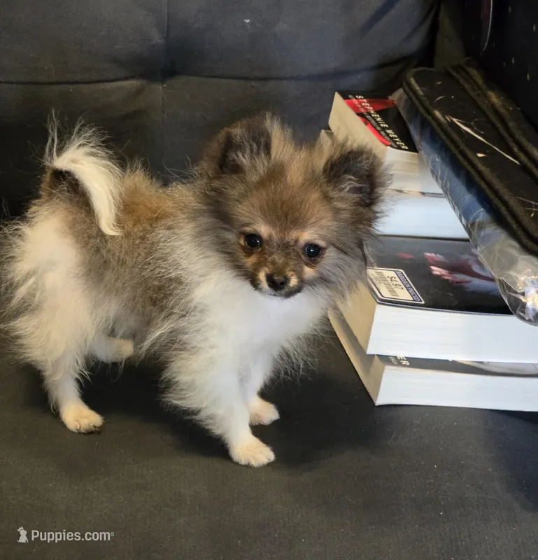 Candace Tiny 2.5# grown – Pomeranian puppy for sale in Tennessee, TN