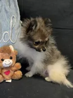 Candace Tiny 2.5# grown, a female Pomeranian for sale in Tennessee, TN – Photo 10 of 10