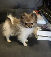 Candace Tiny 2.5# grown, a female Pomeranian for sale in Tennessee, TN – Photo 5 of 10