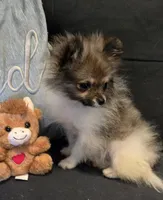 Candace Tiny 2.5# grown, a female Pomeranian for sale in Tennessee, TN – Photo 9 of 10