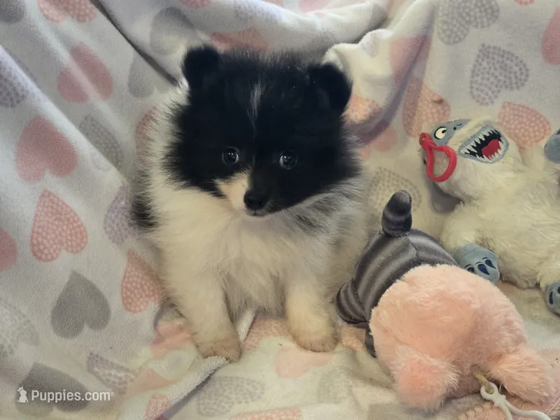 AKC Smudge – Pomeranian puppy for sale in Tennessee, TN