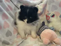 AKC Smudge, a female Pomeranian for sale in Tennessee, TN – 1 of 5