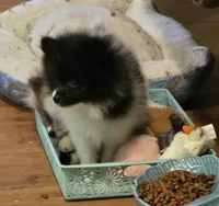Smudge, a female Pomeranian for sale in Tennessee, TN – 6 of 6