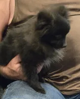 Bo, a male Pomeranian for sale in Tennessee, TN – 6 of 8