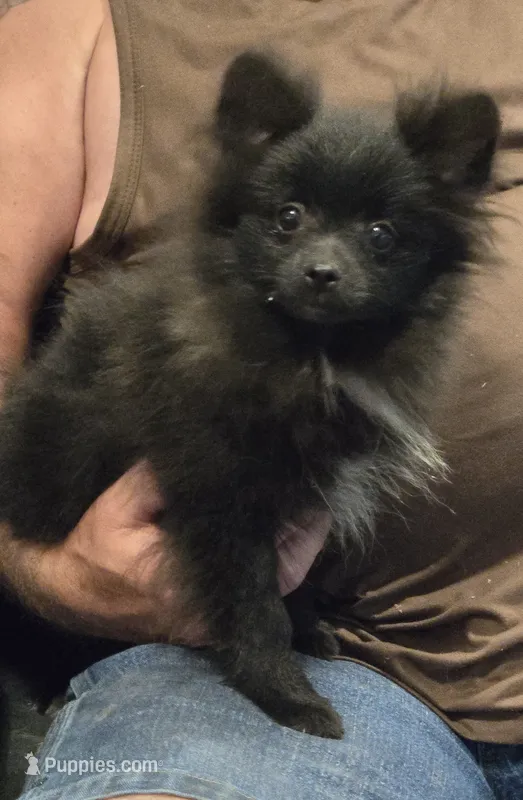 Bo – Pomeranian puppy for sale in Tennessee, TN