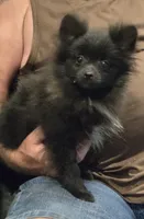 Bo, a male Pomeranian for sale in Tennessee, TN – 1 of 8
