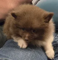 Luca, a male Pomeranian for sale in Tennessee, TN – 6 of 8