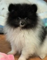 Angel , a female Pomeranian for sale in Tennessee, TN – 4 of 10