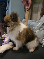 TINY MOCHA under 3#, a female Pomeranian for sale in Tennessee, TN – 8 of 10