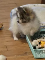 Princess sassy pants, a female Pomeranian for sale in Tennessee, TN – 7 of 9