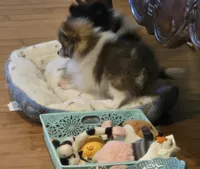 Princess sassy pants, a female Pomeranian for sale in Tennessee, TN – 9 of 9