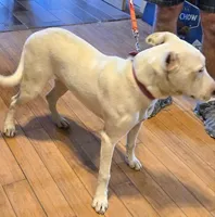 Mix pup, a female American Bully and Labrador Retriever for sale in Tennessee, TN – Photo 2 of 3