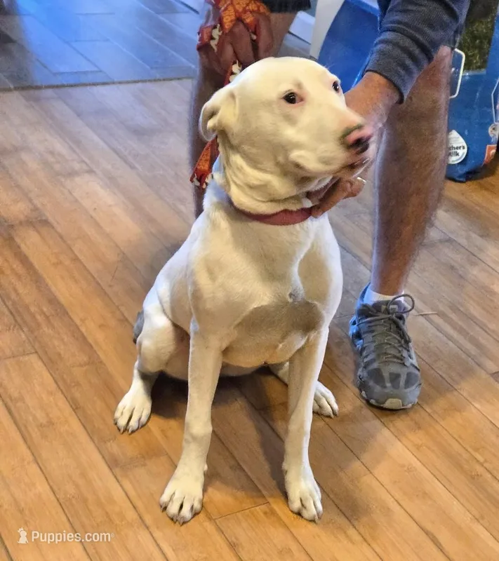 Mix pup – American Bully, Labrador Retriever puppy for sale in Tennessee, TN