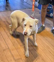 Mix pup, a female American Bully and Labrador Retriever for sale in Tennessee, TN – Photo 3 of 3