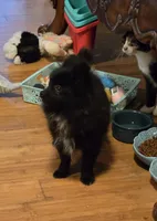 Bo, a male Pomeranian for sale in Tennessee, TN – 5 of 8