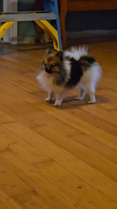 Mocha under 3#, a female Pomeranian for sale in Tennessee, TN – 8 of 8