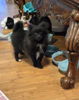 Bo, a male Pomeranian for sale in Tennessee, TN – 3 of 8