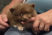 Luca, a male Pomeranian for sale in Tennessee, TN – 5 of 8