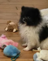 Angel , a female Pomeranian for sale in Tennessee, TN – 5 of 10