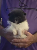 Parti Girl, a female Pomeranian for sale in Tennessee, TN – 6 of 7