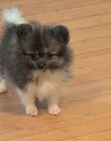 Mercedes , a female Pomeranian for sale in Tennessee, TN – 7 of 8