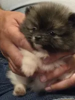Necko, a male Pomeranian for sale in Tennessee, TN – 2 of 10