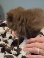 Coco Chanel Tiny, a female Pomeranian for sale in Tennessee, TN – 3 of 7