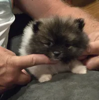 Necko, a male Pomeranian for sale in Tennessee, TN – 4 of 10