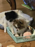 Smudge, a female Pomeranian for sale in Tennessee, TN – 5 of 6