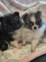 Princess sassy pants, a female Pomeranian for sale in Tennessee, TN – 8 of 9