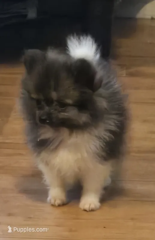 Mercedes  – Pomeranian puppy for sale in Tennessee, TN