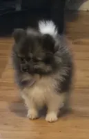 Mercedes , a female Pomeranian for sale in Tennessee, TN – 1 of 8