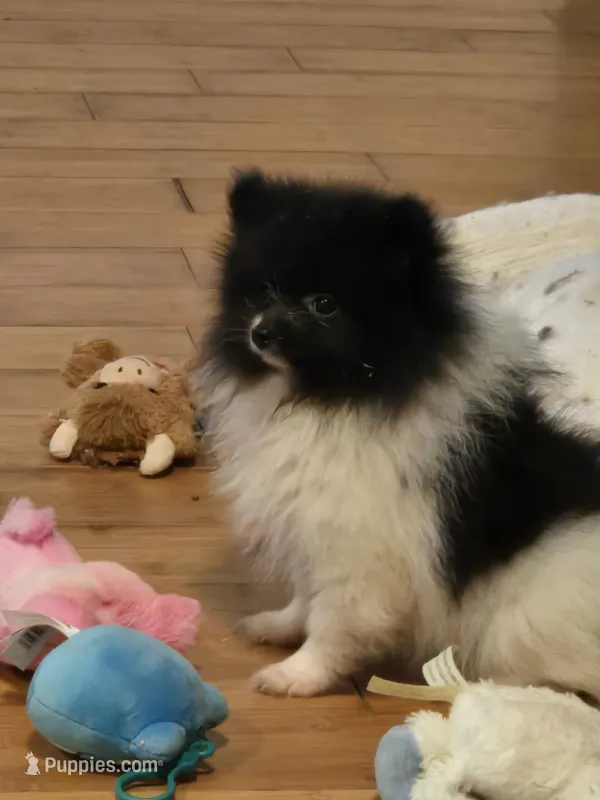 Angel  – Pomeranian puppy for sale in Tennessee, TN