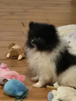 Angel , a female Pomeranian for sale in Tennessee, TN – 1 of 10