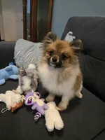 TINY MOCHA under 3#, a female Pomeranian for sale in Tennessee, TN – 3 of 10