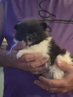 Parti Girl, a female Pomeranian for sale in Tennessee, TN – 7 of 7