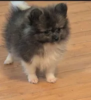 Mercedes , a female Pomeranian for sale in Tennessee, TN – 6 of 8
