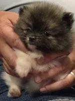 Necko, a male Pomeranian for sale in Tennessee, TN – 5 of 10