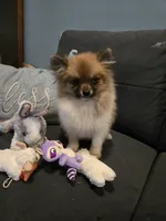TINY MOCHA under 3#, a female Pomeranian for sale in Tennessee, TN – 2 of 10