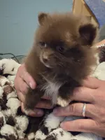 Coco Chanel Tiny, a female Pomeranian for sale in Tennessee, TN – 7 of 7