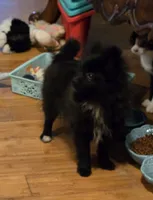 Bo, a male Pomeranian for sale in Tennessee, TN – 2 of 8