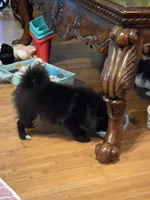 Bo, a male Pomeranian for sale in Tennessee, TN – 7 of 8