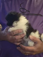 Parti Girl, a female Pomeranian for sale in Tennessee, TN – 3 of 7