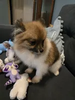 TINY MOCHA under 3#, a female Pomeranian for sale in Tennessee, TN – 7 of 10
