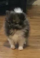 Mercedes , a female Pomeranian for sale in Tennessee, TN – 5 of 8